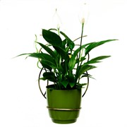 Подставка 96-001 настенная Сова на 1 цветок - фото 60525