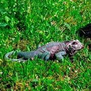 Фигура садовая Игуана средняя длина 65см полистоун F07211 - фото 60632