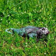 Фигура садовая Игуана средняя длина 65см полистоун F07211 - фото 60633