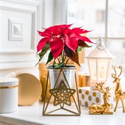 Подставка под цветок на подоконник Звезда золотая 660-006G - фото 61023