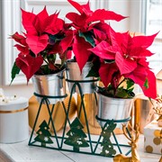 Подставка под цветы на подоконник на 3 кашпо металл 660-009Gr - фото 61029