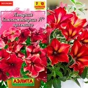 Петуния Комплиментуния F1 арлекино - фото 61122