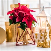 Подставка под цветы на подоконник 660-007R - фото 61159