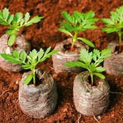 Торфяные таблетки Турбо 33мм - фото 61226 Торфяные таблетки Турбо 33мм - фото 61226