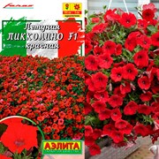 Петуния мини Пикколино F1 красная - фото 61375