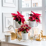 Подставка на подоконник на 4 цветка бело-золотая металл 510-312WG - фото 61440