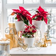 Подставка на подоконник на 4 цветка бело-золотая металл 510-312WG - фото 61441