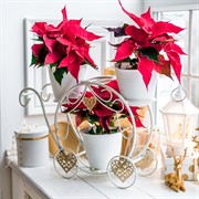 Подставка на подоконник на 4 цветка бело-золотая металл 510-312WG - фото 61442