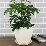 Горшок ВИНИЛ 3,8л бутон беж 18см - фото 61956