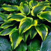Хоста Ауреомаргината - фото 62459 Хоста Ауреомаргината - фото 62459