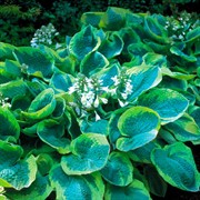 Хоста Френсис Вильямс - фото 62460