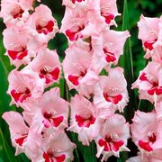 Гладиолус Крупноцветковый Вайн Энд Роузес (5) - фото 62466