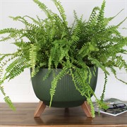 Кашпо РОМА ЭКО Jumper на ножках 33х22см 12,4л зеленый - фото 62740