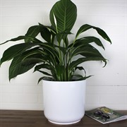 Горшок Дельта 25х23 9,8л белый с вкладкой - фото 62744