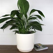 Горшок Дельта 25х23 9,8л ванильный с вкладкой - фото 62752