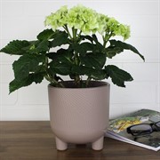 Горшок Фита 1,45л фраппе с вкладышем - фото 62797