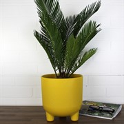 Горшок Фита 4,3л медовый с вкладышем - фото 62806