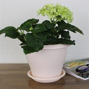 Горшок Гамма 2л пудра с поддоном - фото 62830