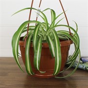 Горшок Глория 3,3л терракот - фото 62842