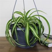 Горшок Глория 4,2л антрацит - фото 62844