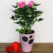 Кашпо Орхидея 14см пудровый - фото 62989