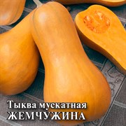 Тыква мускатная Жемчужина 25г - фото 63107