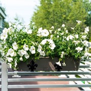 Кронштейнов для балконных ящиков раздвижные 2шт Лилии металл 203-012B - фото 63946