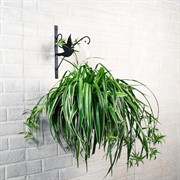 Кронштейн настенный Голубь для цветочного горшка длина 30см металл 201-006B - фото 64009