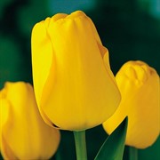 Тюльпан Голден Апельдорн (3) - фото 65003