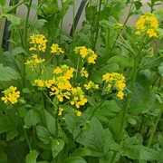 Сидерат Горчица белая 1кг - фото 65057