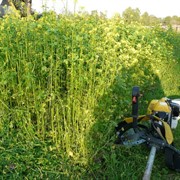 Сидерат Горчица белая 1кг - фото 65058