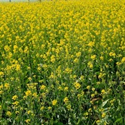 Сидерат Горчица белая 1кг - фото 65059