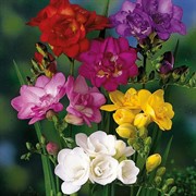 Фрезия махровая микс (10) - фото 65085