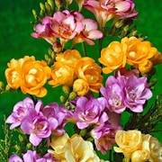 Фрезия махровая микс (10) - фото 65086