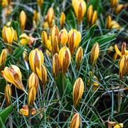 Крокус Джипси Герл (10) - фото 65235