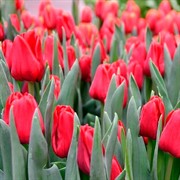 Тюльпан триумф Иль Де Франс (3) - фото 65315