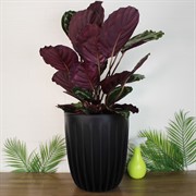 Горшок Сигма 18л чёрный с вкладкой - фото 65365