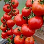 Семена Томат Барика F1 5шт Агрофирма Партнер - фото 66223