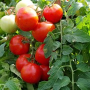 Семена Томат Барика F1 5шт Агрофирма Партнер - фото 66224