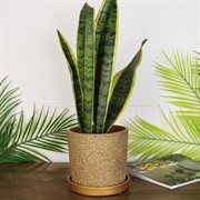 Горшок Дакар золото кедр №2 - фото 66231