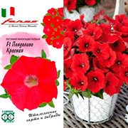 Петуния Пендолино красная 7шт - фото 66256