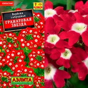 Вербена Гранатовая звезда - фото 66424