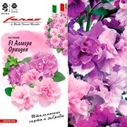 Петуния Аллегра Орхидея 7шт - фото 67098