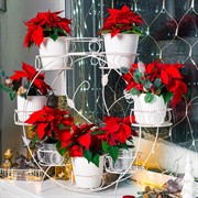 Подставка на подоконник на 8 цветов бело-золотая металл 14-908WG - фото 67217