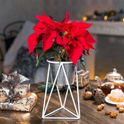 Подставка на подоконник на 1 цветок Лофт белая металл 66-603-W - фото 67295