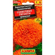 Бархатцы Солнечные гиганты оранжевые - фото 67298