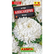 Астра Александрия белая - фото 67302