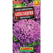Астра Александрия фиолетовая - фото 67303