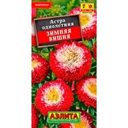 Астра Зимняя вишня - фото 67312