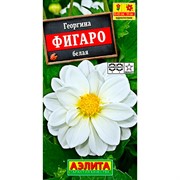 Георгина Фигаро белая - фото 67332